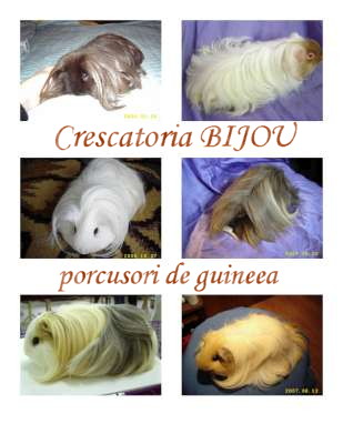 Vanzari caini de rasa Porcusori de guineea, VAND PORCUSORI DE GUINEEA CU PEDIGREE
