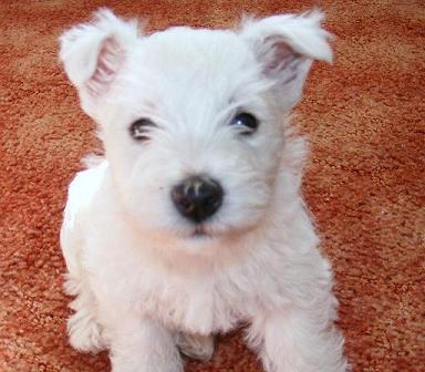 westie pictures. caini westie