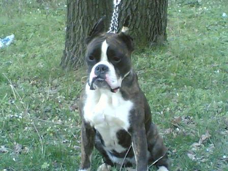 Caine Boxer