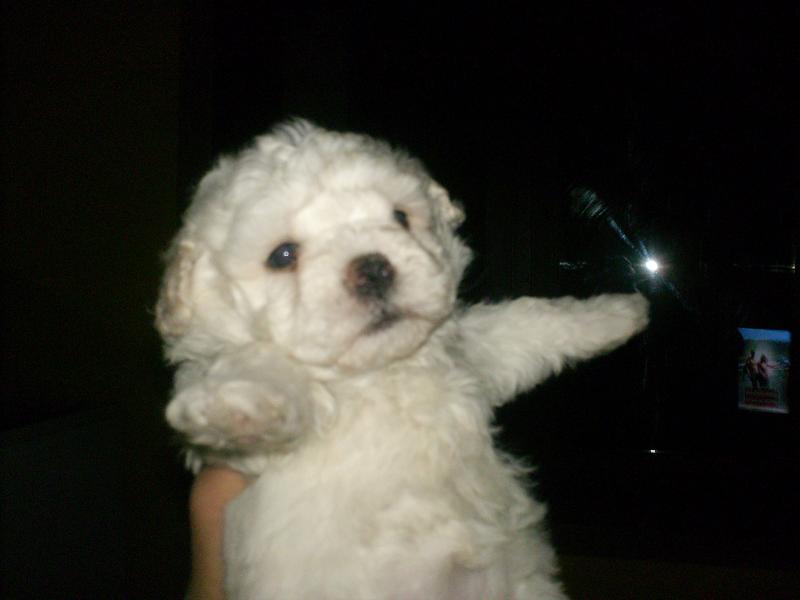Vanzari caini de rasa Bichon, catelusi bichon superbi
