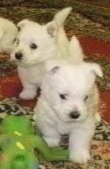 Westie de vanzare din Prahova