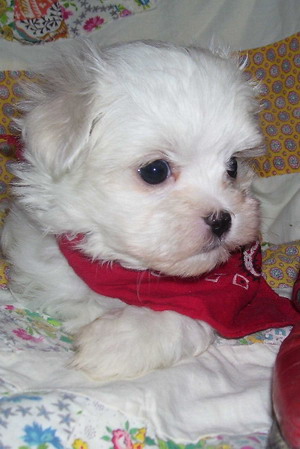 Bichon maltez de vanzare din Bucuresti