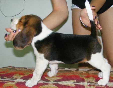 Beagle de vanzare din Bihor