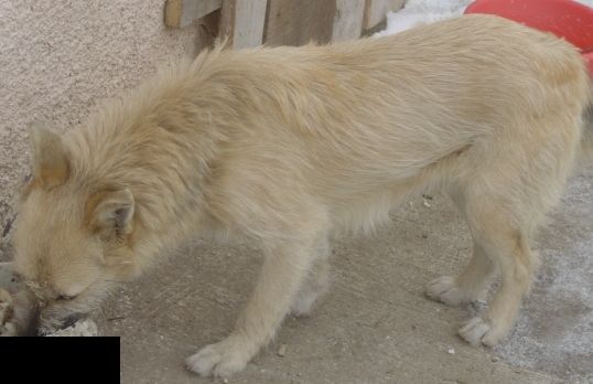 Vanzari caini de rasa Metis terrier, Catelus Metis terrier spre adoptie