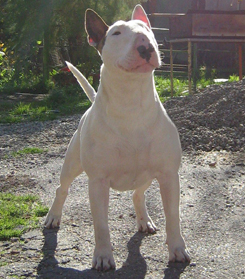 Vanzari caini de rasa Bull Terrier, vand mascul bull terrier 3 luni
