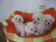 Maltese de vanzare din Bucuresti