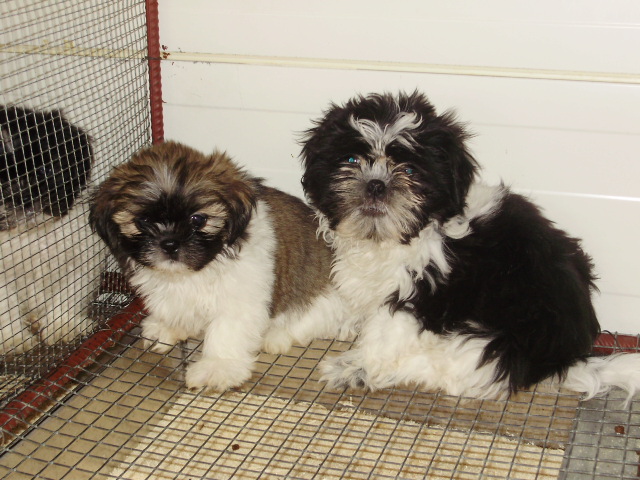 Shih-Tzu de vanzare din Ilfov