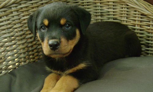 Rottweiler de vanzare din Bucuresti