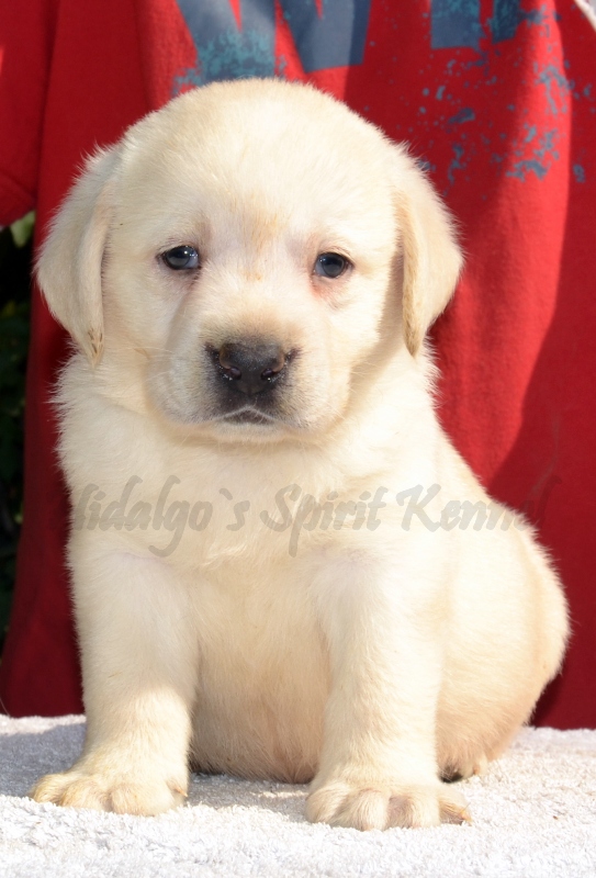 Labrador Retriever de vanzare din Bucuresti