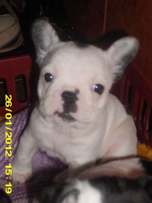 Bulldog Francez de vanzare din Caras Severin