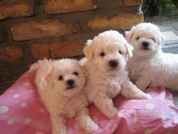 Bichon Frise de vanzare din Bihor