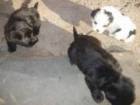 Havanese de vanzare din Bucuresti