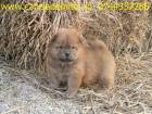 Chow Chow de vanzare din Ilfov