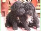 Poodle de vanzare din Bucuresti