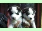Husky Siberian de vanzare din Bucuresti