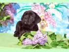 Cane Corso de vanzare din Iasi