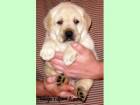 Labrador Retriever de vanzare din Bucuresti