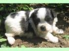 Havanese de vanzare din Bucuresti