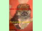German Spitz de vanzare din Bucuresti