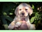 Labrador Retriever de vanzare din Bucuresti