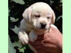 Labrador Retriever de vanzare din Bucuresti