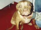Dogue de Bordeaux de vanzare din Gorj
