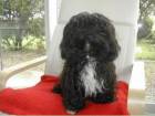 Havanese de vanzare din Bucuresti