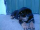 Rottweiler de vanzare din Bucuresti