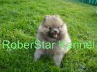 German Spitz de vanzare din Bucuresti