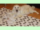 Golden Retriever de vanzare din Timis