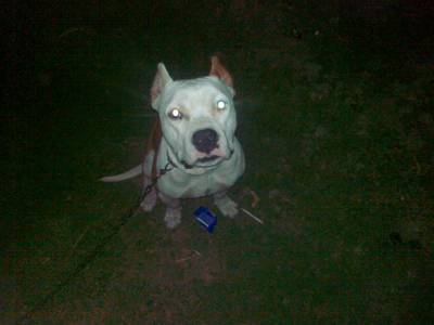 Imperecheri caini de rasa AmStaff Terrier, Mascul amstaff disponibil pt monta