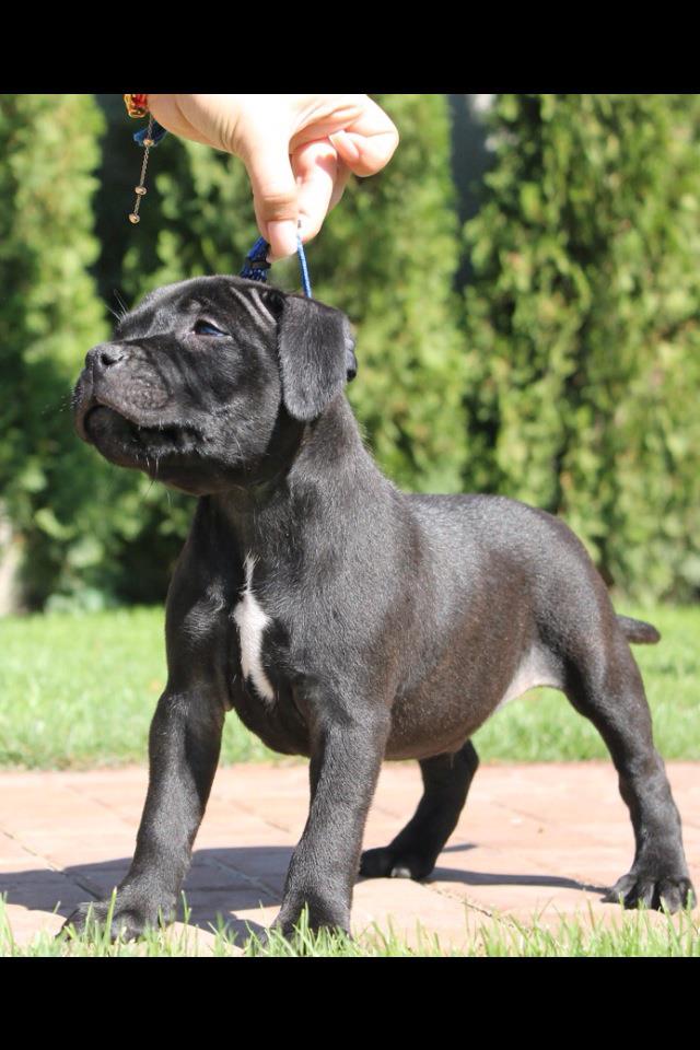 The Staffordshire Bull Terrier The Staffordshire Bull Terrier