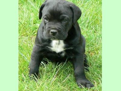 Vanzari caini de rasa Cane Corso, Catel Cane corso