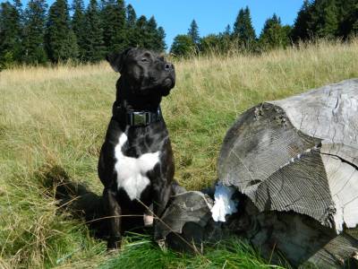 Imperecheri caini de rasa AmStaff Terrier, Caut femela Amstaff pentru monta