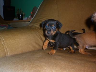 Vanzari caini de rasa Affenpinscher, Pinscher pitic, minunati catelusi de companie vor sa
