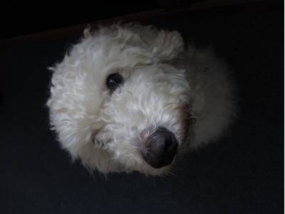 Imperecheri caini de rasa Poodle, Mishu-canichu cauta partenera