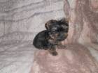 Yorkshire Terrier de vanzare din Bihor