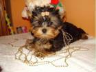 Yorkshire Terrier de vanzare din Bihor