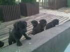 Cane Corso de vanzare din Bucuresti