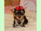 Yorkshire Terrier de vanzare din Bihor