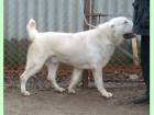 Central Asia Shepherd Dog de vanzare din Bucuresti