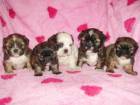 Havanese de vanzare din Bucuresti