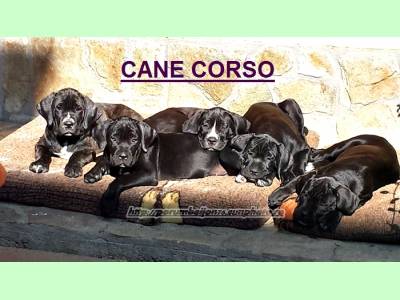 Vanzari caini de rasa Cane Corso, VAND PUI CANE CORSO