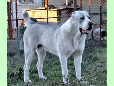 Vanzari caini de rasa Central Asia Shepherd Dog, PUI CIOBANESC ASIA CENTRALA PARINTI RUSIA