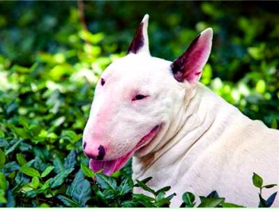 Imperecheri caini de rasa Bull Terrier, Ofer pt. monta Bullterrier alb cu pedigree