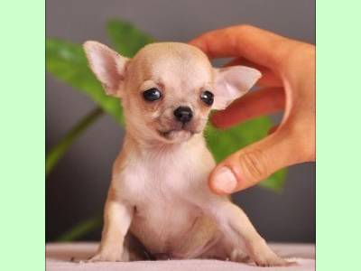 Vanzari caini de rasa Chihuahua, pui CHIHUAHUA TOY ! ! ! 700 lei ! ! !