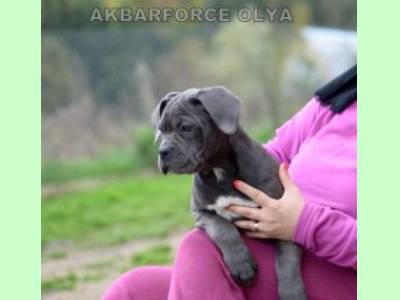 Vanzari caini de rasa Cane Corso, Canisa Akbarforce vinde pui cane corso cu pedigree
