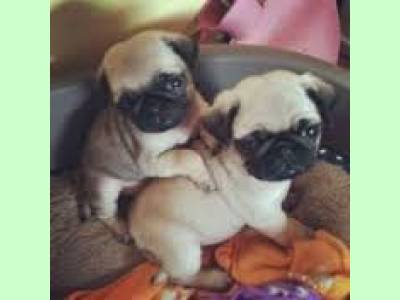 Vanzari caini de rasa Pug, pui Mops pug adopta