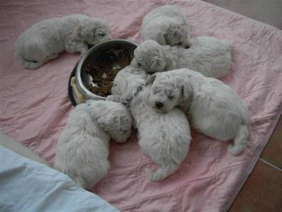 Vanzari caini de rasa Bichon Frise, pui bichon frise 600 ron