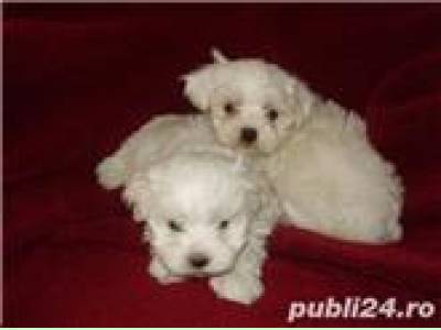 Vanzari caini de rasa Maltese, Vand Bichon Maltese 800 ron  !!!